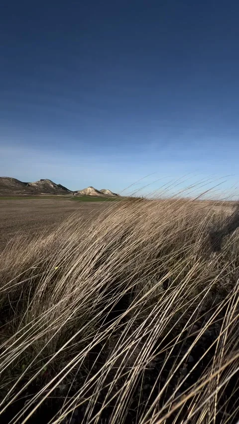 Dry grass moving in wind with mountains, rural Spain landscape Stock Footage 331728388