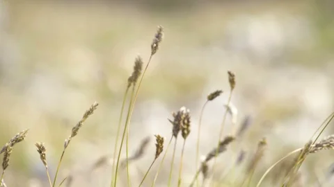 Dry grass moving in the wind in sunny autumn mountains Stock-Footage 116884748