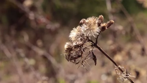 Dry grass nature Video stock 170643804