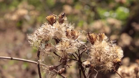 Dry grass nature Video stock 170643807