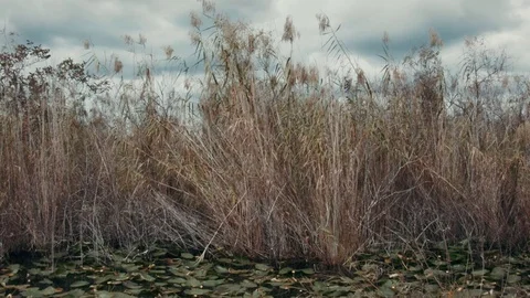 Dry Grass next to the River in Everglades. Stock Footage 71350068