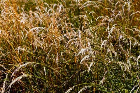 Dry grass panicles Stock Photos