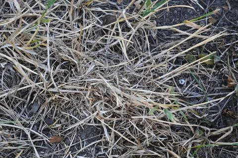 Dry grass on parched ground Fotos de archivo
