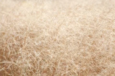 Dry grass Stock Photos