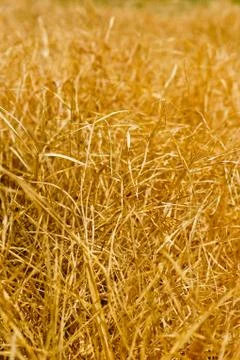 Dry grass Stock Photos