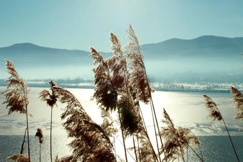 Dry grass Stock Photos