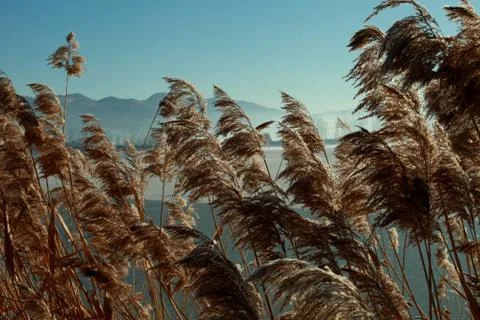 Dry grass Stock Photos