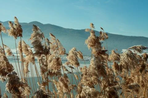 Dry grass Stock Photos
