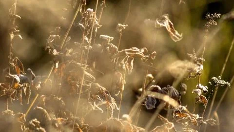 Dry grass Stock Photos