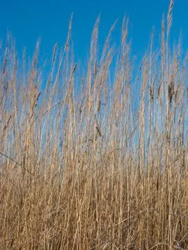 Dry grass Foto stock