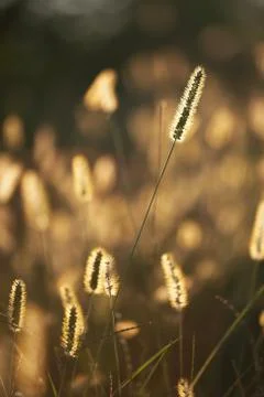 Dry grass Stock-Fotos