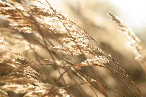 Dry grass Stock Photos