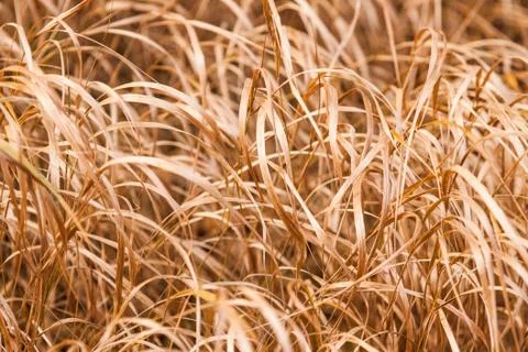 Dry grass Stock Photos