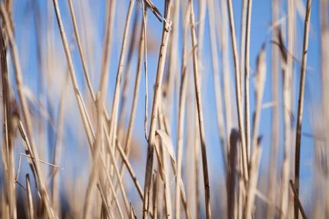 Dry grass Stock Photos