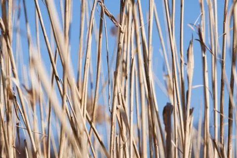 Dry grass Stock Photos