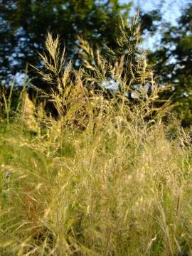 Dry grass Stock Photos