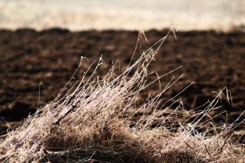 Dry grass Stock Photos