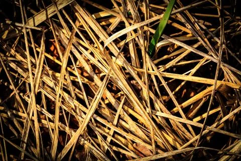 Dry grass 스톡 사진