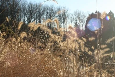 Dry Grass Foto stock