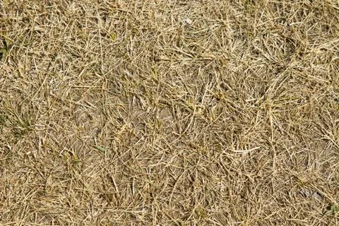 Dry grass Stock Photos