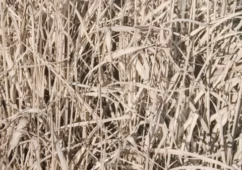 Dry grass Stock Photos