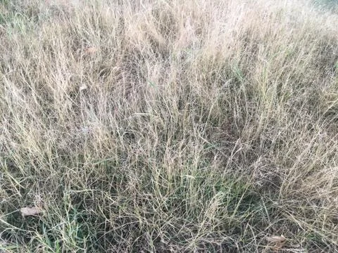 Dry grass Stock Photos