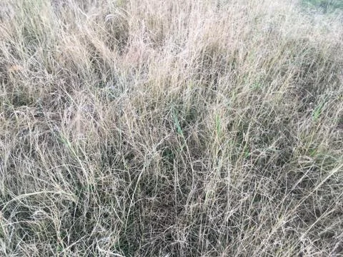 Dry grass Stock Photos