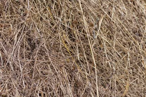Dry grass. Stock Photos