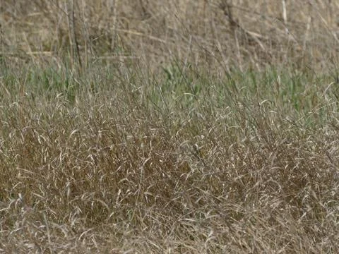 Dry grass. Stock Photos