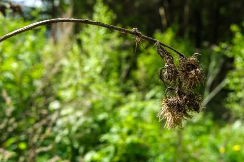 Dry grass. Stock Photos