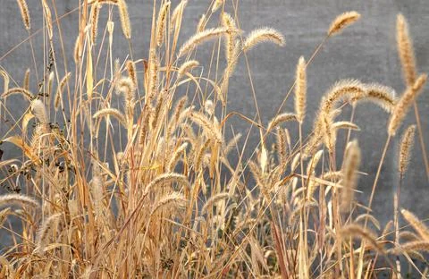 Dry grass Stock Photos