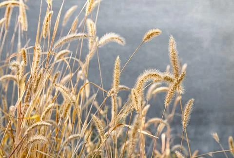 Dry grass Stock Photos