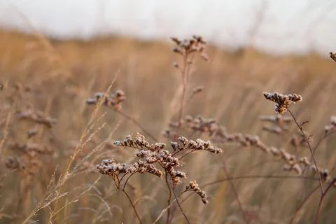 Dry grass Stock Photos