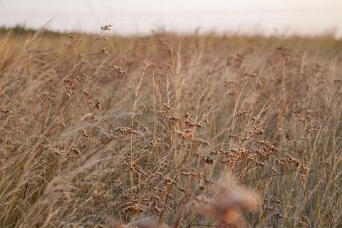 Dry grass 스톡 사진