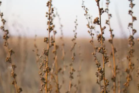 Dry grass 스톡 사진