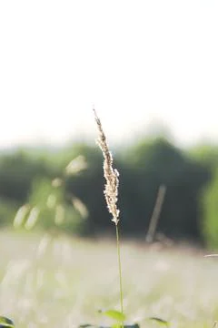 Dry grass Stock Photos