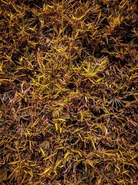 Dry grass Stock Photos