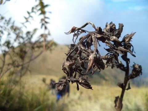 Dry Grass 写真素材