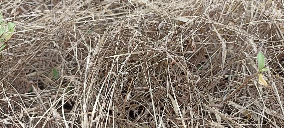 Dry grass Foto stock