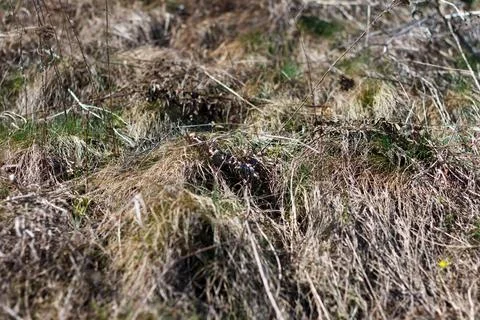 Dry grass Stock Photos