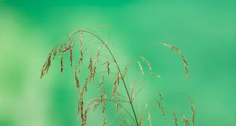 Dry grass Stock Photos