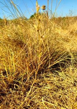 Dry grass Foto stock