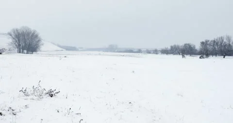 Dry grass piercing through snow blanket and flutter as snow falls in winter day Stock Footage 263362830