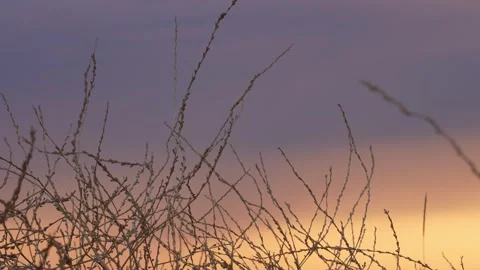 Dry grass at purple sunset Stock Footage 285373151