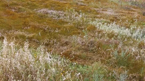 Dry grass quickly moving on a wind Stock Footage 50301820