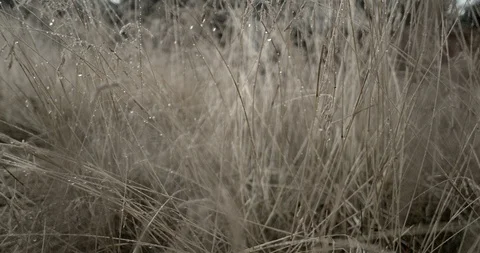 Dry Grass Rain Slow Motion Close Up Stock Footage 114192957