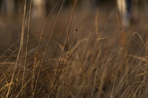 Dry grass in the rays of the setting warm sun Stock Photos