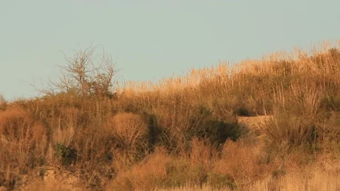 Dry grass rustles in the wind Video stock 125339602
