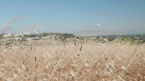 Dry grass with San Mateo CA in background, atop Sugarloaf in Laurelwood Park Stock-Footage 134852859
