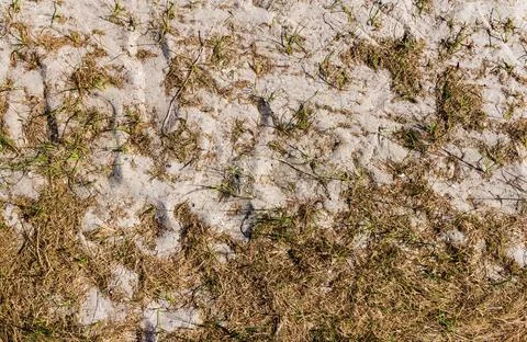 Dry grass with sand backdrop reference texture. Stock Photos